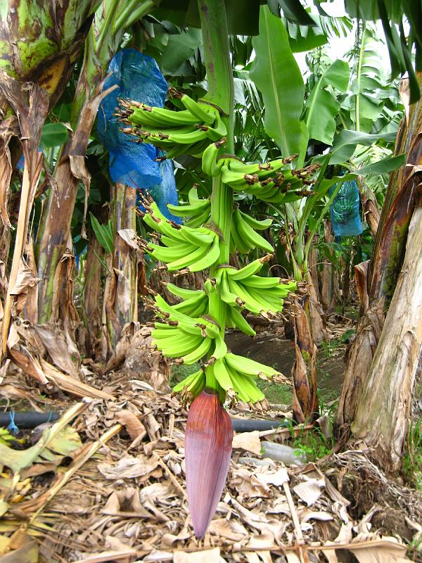 Martinique 20.JPG